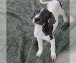Small #1 Mutt