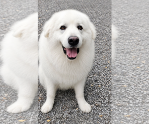 Great Pyrenees Dogs for adoption in Unionville, PA, USA