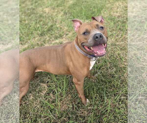 Medium Photo #1 American Pit Bull Terrier Puppy For Sale in Virginia Beach, VA, USA