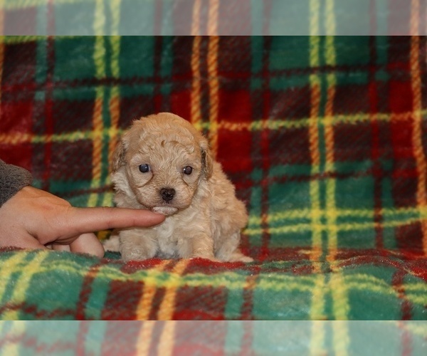 Medium Photo #6 Poodle (Toy) Puppy For Sale in DYERSBURG, TN, USA