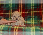 Small #5 Poodle (Toy)