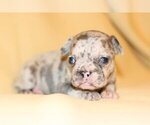 Small Photo #3 French Bulldog Puppy For Sale in ZIONSVILLE, IN, USA