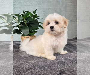 Mal-Shi Puppy for sale in INDIANAPOLIS, IN, USA
