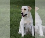 Small #5 Labrador Retriever