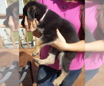 Small Photo #15 German Shepherd Dog Puppy For Sale in LAWRENCEBURG, TN, USA