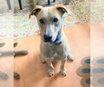 Small Photo #2 Labrador Retriever-Unknown Mix Puppy For Sale in Buffalo, MN, USA