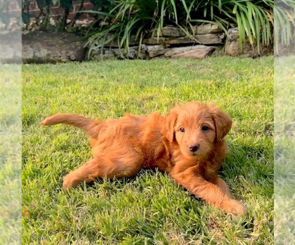 Medium Photo #4 Double Doodle Puppy For Sale in LAGRANGE, GA, USA