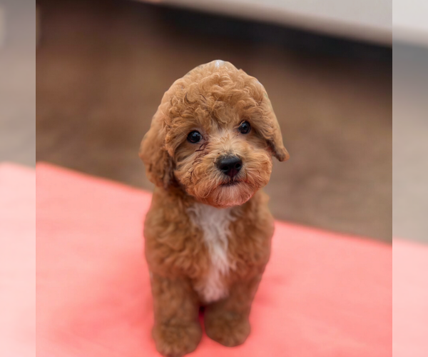 Medium Photo #10 ShihPoo Puppy For Sale in DUNDEE, OH, USA