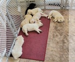 Small Photo #2 Shepradors Puppy For Sale in DIVIDE, CO, USA