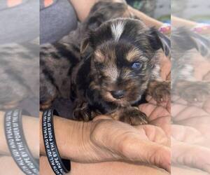 Yorkshire Terrier Puppy for sale in SCHERTZ, TX, USA