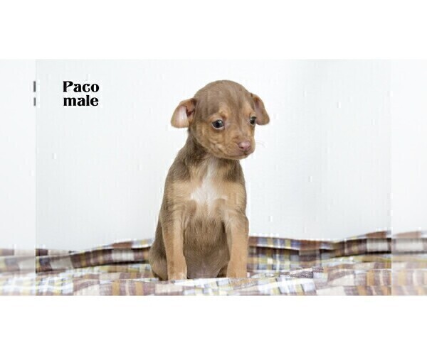 Medium Photo #2 Chihuahua Puppy For Sale in CLARE, MI, USA