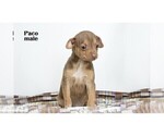 Small #1 Chihuahua