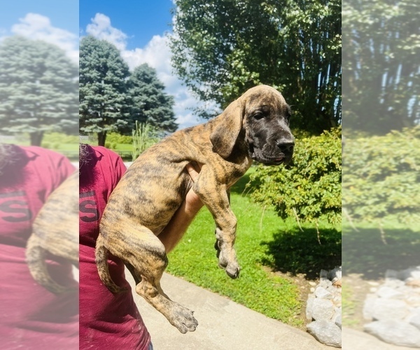 Full screen Photo #4 Great Dane Puppy For Sale in DRY RIDGE, KY, USA