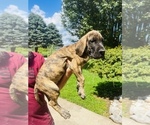 Small Photo #4 Great Dane Puppy For Sale in DRY RIDGE, KY, USA
