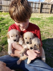 Golden Retriever Puppy for sale in GLEN ROSE, TX, USA
