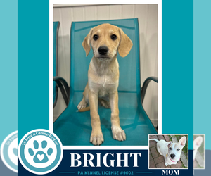 Labrador Retriever-Unknown Mix Dogs for adoption in Kimberton, PA, USA