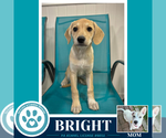 Small Labrador Retriever Mix