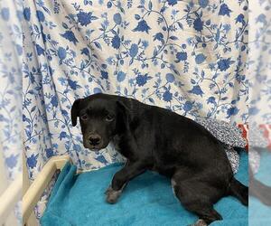 Texas Heeler Dogs for adoption in Modesto, CA, USA