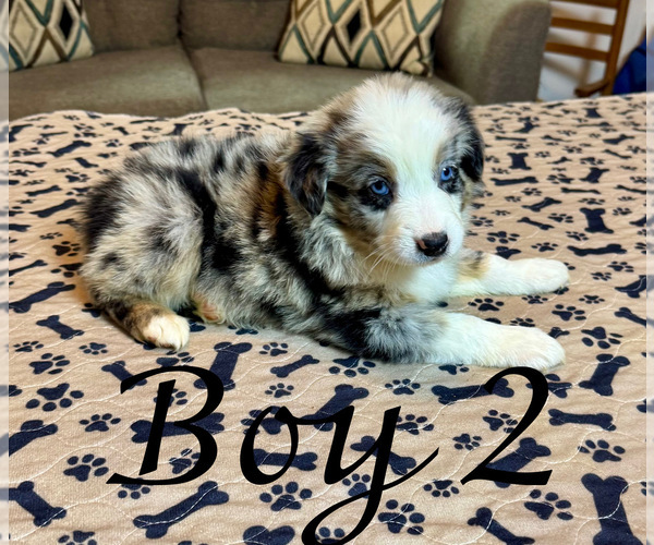 Medium Photo #4 Australian Shepherd Puppy For Sale in SALISBURY, NC, USA