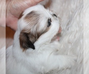 Shih Tzu Puppy for sale in THAYER, KS, USA