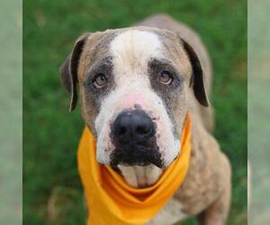 American Staffordshire Terrier-Unknown Mix Dogs for adoption in San Antonio, TX, USA