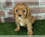 Small #9 Cavalier King Charles Spaniel