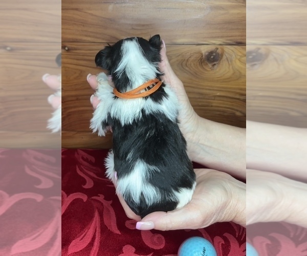 Medium Photo #3 Schnauzer (Miniature) Puppy For Sale in BIG CABIN, OK, USA