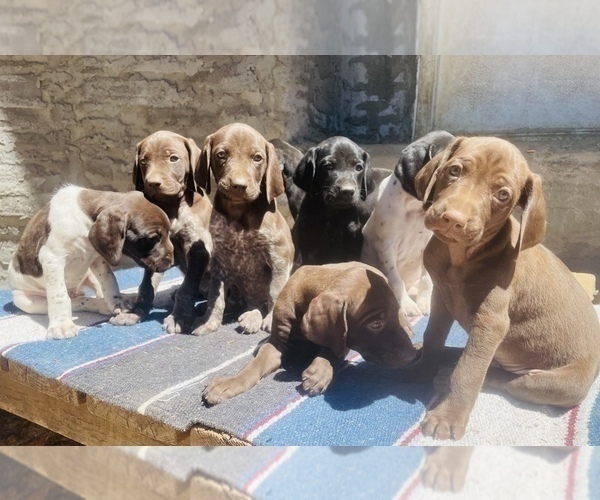 Medium Photo #3 German Shorthaired Pointer Puppy For Sale in DENVER, CO, USA