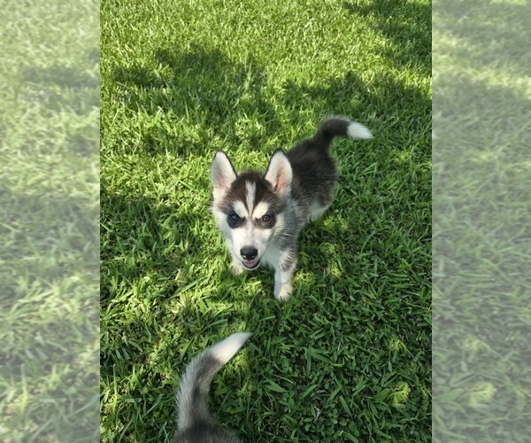 Medium Photo #5 Siberian Husky Puppy For Sale in GODWIN, NC, USA