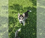 Small #4 Siberian Husky