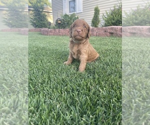 Goldendoodle Puppy for Sale in ROBINSON, Illinois USA