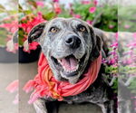 Small #17 Catahoula Leopard Dog Mix
