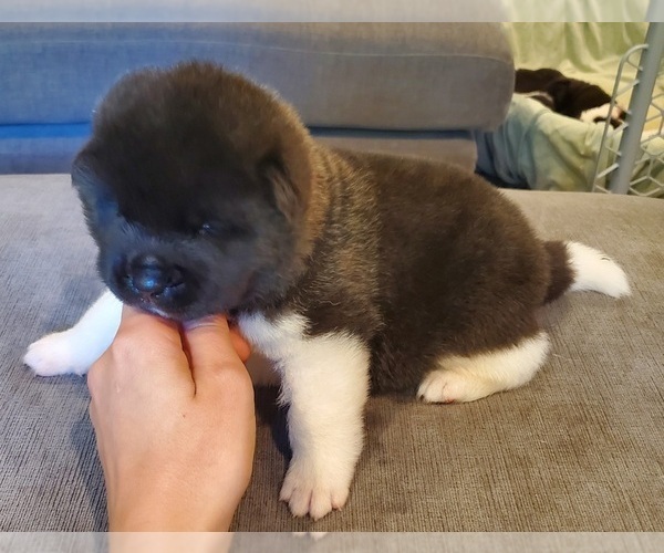 Medium Photo #1 Akita Puppy For Sale in LAKEBAY, WA, USA