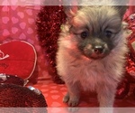 Small Photo #43 Pomeranian Puppy For Sale in GOSHEN, NY, USA