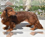 Small #2 Dachshund