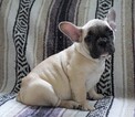 Small Photo #2 English Bulldog-French Bulldog Mix Puppy For Sale in FREDERICKSBG, OH, USA