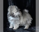 Small #1 Pomeranian