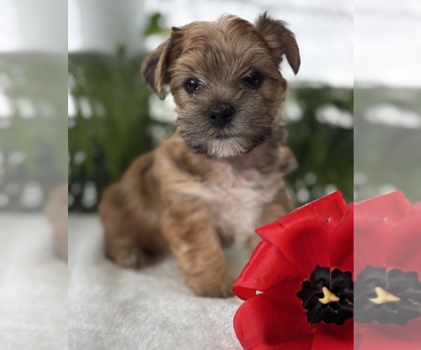 Medium Photo #8 Morkie Puppy For Sale in ROCK STREAM, NY, USA