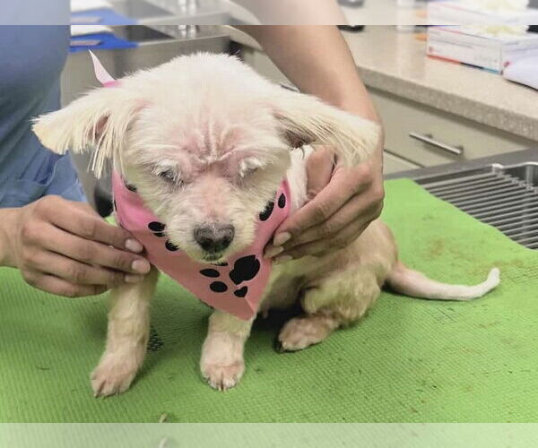 Medium Photo #6 Maltese-Unknown Mix Puppy For Sale in Corona, CA, USA