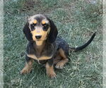 Small #4 Dachshund