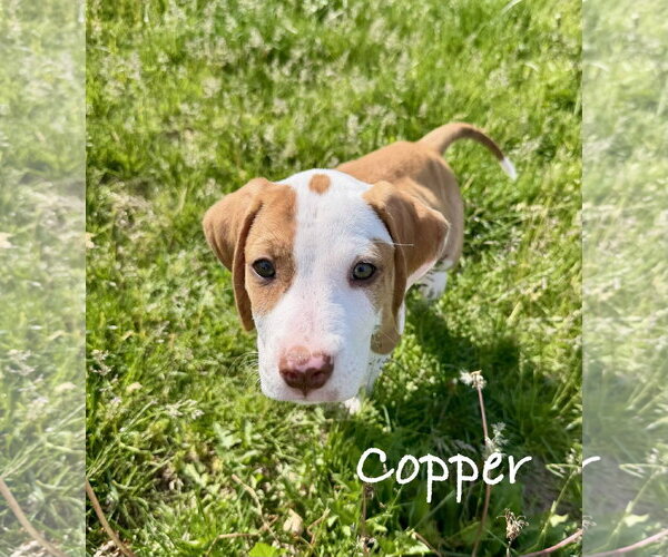 Medium Photo #2 Coonhound-Unknown Mix Puppy For Sale in Des Moines, IA, USA