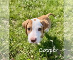 Small #1 Coonhound Mix