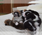 Small Photo #106 Pembroke Welsh Corgi Puppy For Sale in SOULSBYVILLE, CA, USA