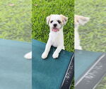 Small #5 Shih Tzu