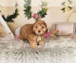 Small Photo #3 ShihPoo Puppy For Sale in WARSAW, IN, USA