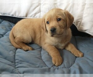 Labrador Retriever Puppy for sale in CALIENTE, CA, USA