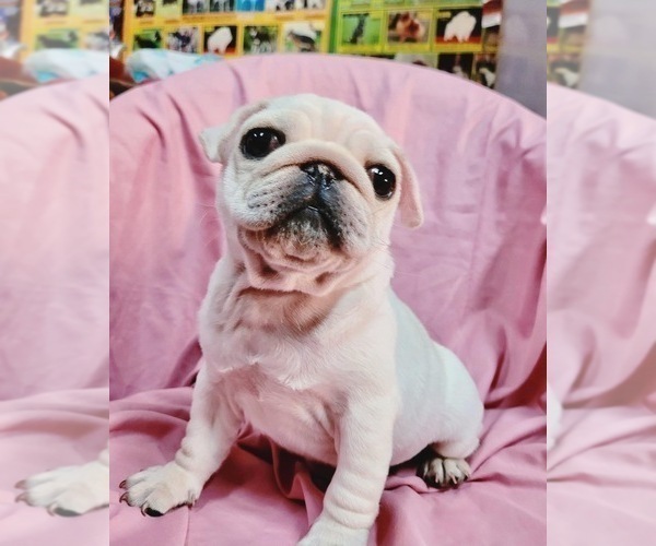 Medium Photo #4 Pug Puppy For Sale in ASTORIA, NY, USA
