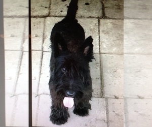 Father of the Scottish Terrier puppies born on 09/25/2020