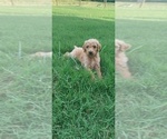 Small Photo #2 Poodle (Standard) Puppy For Sale in ROGERSVILLE, AL, USA
