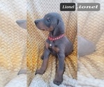 Small #5 Doberman Pinscher